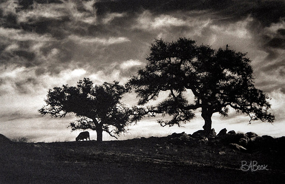 On the Hill - Platinum Palladium 6x9 original $185