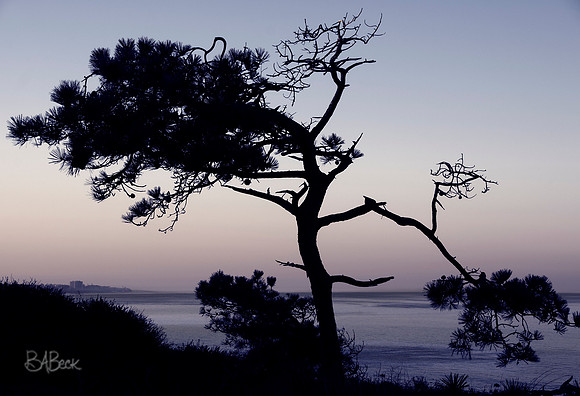 Torrey Pine Sunrise La Jolla CA