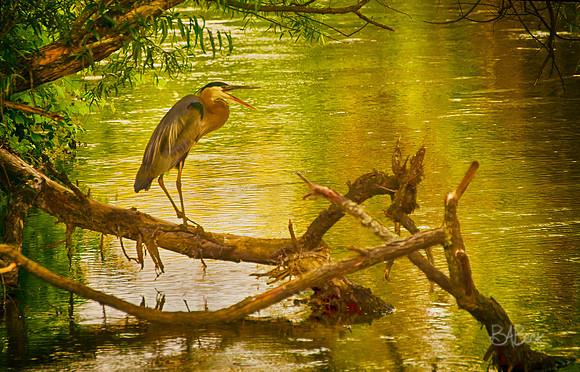 Chill'n on French Creek